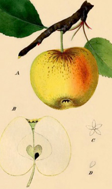 Bild: Winterborsdorfer Apfel (Foto: C. Böttger)