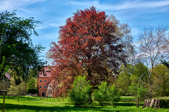 Bild: Garten (Foto: C. Böttger)