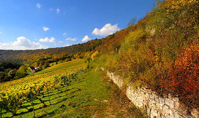 Bild: Weinberge Landesweingut Kloster Pforta (Foto: Stiftung Schulpforta)