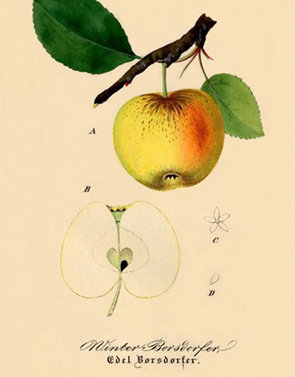 Bild: Illustration Borsdorfer Apfel (Foto: C. Böttger)